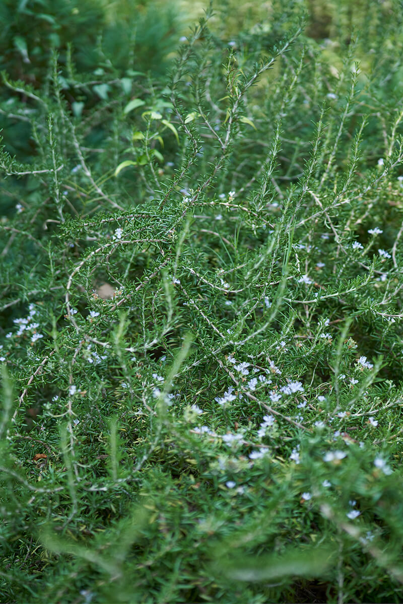 babaco 2026ss look 03